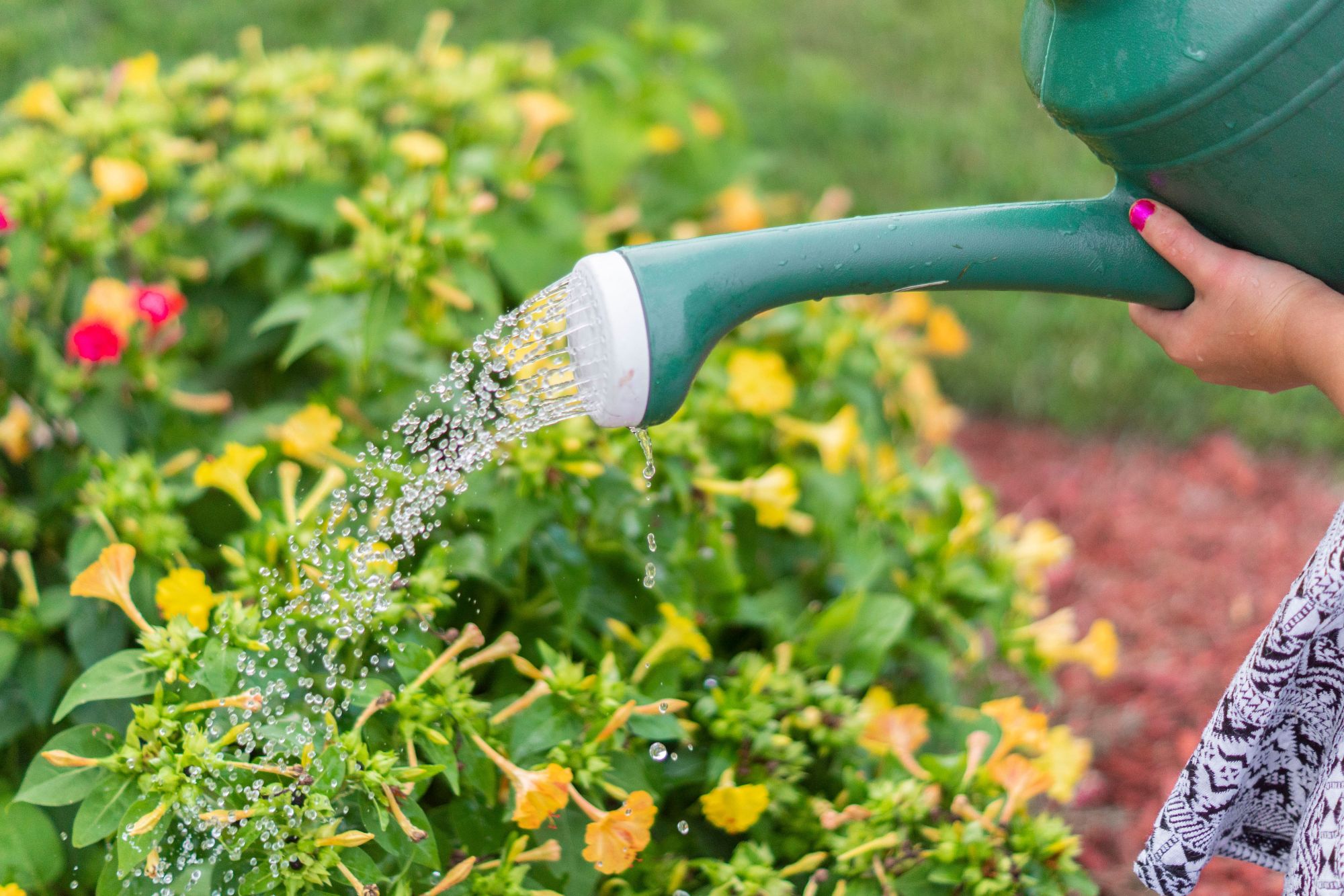 person watering flowers with watering can